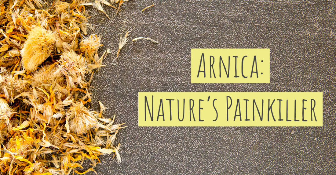 Arnica: Nature's Painkiller
